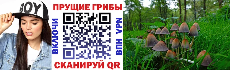 Псилоцибиновые грибы Psilocybe  Новомичуринск 